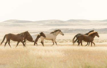 Wall Mural - Wild Horses Running Across the Utah Desert