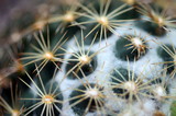 Fototapeta Dmuchawce - Stacheln an einem Kaktus