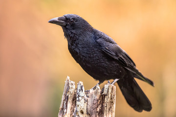 Poster - Carrion crow bright background