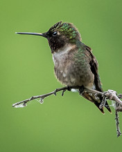 Ruby Throated Hummingbird On A Branch