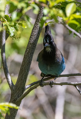 Wall Mural - Steller's jay at Capulin Spring, Sandia Mountains, New Mexico