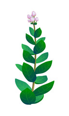 Canvas Print - vector illustration of indian plant.