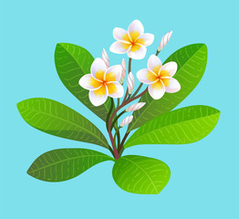 Canvas Print - vector illustration of blooming plumeria.