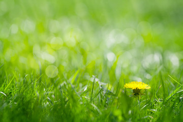Wall Mural - green grass field with yellow dandelion