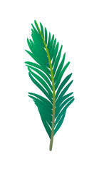 Canvas Print - vector illustration of palm tree leaf.