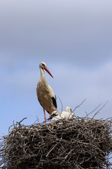 Wall Mural - Stork in a nest with a baby on a spring day