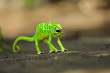 Green Chameleon India