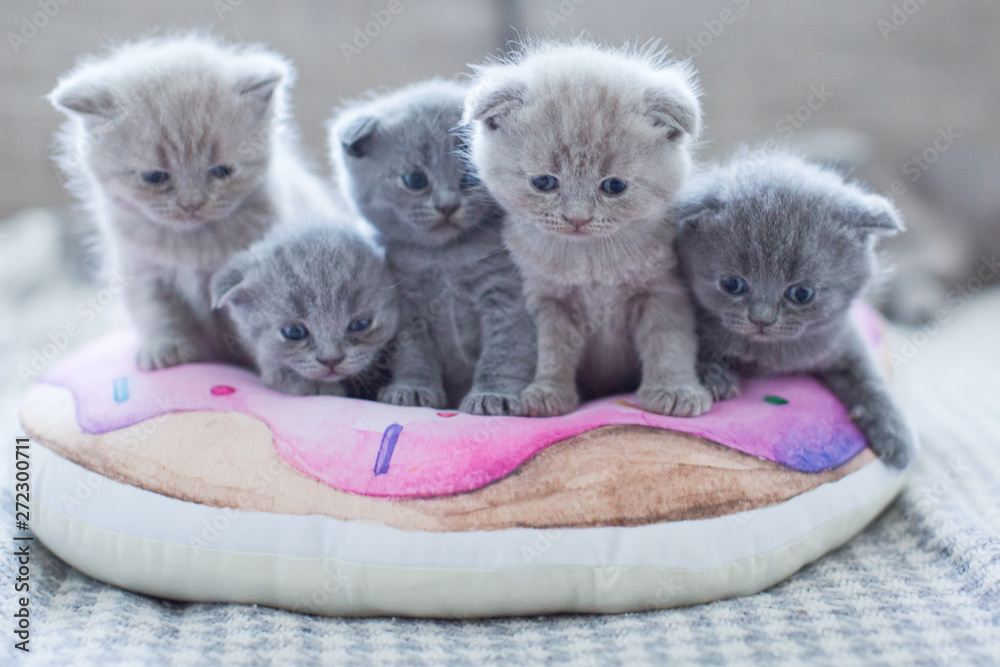 cute british little kitties - obrazy, fototapety, plakaty 