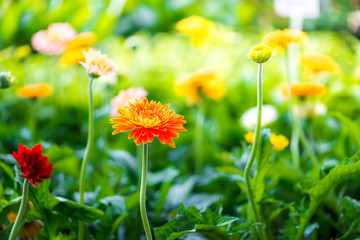 Wall Mural - Closeup of beautiful gerbera flower blooming and green leaf with sunlight in garden.nature view of flower with natural background.flower wedding decoration.selective focus.
