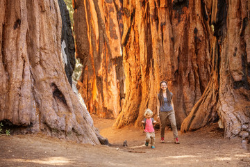 Poster - Family with boy visit Sequoia national park in California, USA