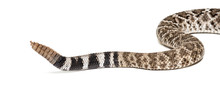 Western Diamondback Rattlesnake Or Texas Diamond-back In Front Of White