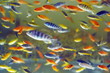 Many Malawi cichlids fish diving in fresh water glass tank aquarium.