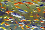 Fototapeta Zachód słońca - Many Malawi cichlids fish diving in fresh water glass tank aquarium.