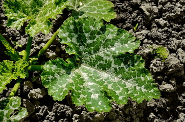 Young plant of a vegetable marrow in the soil.At the beginning of vegetation the vegetable marrow forms the socket of beautiful radical leaves.