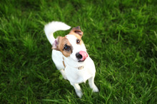 Cute Dog Jack Russell Terrier Licking His Nose With A Pink Tongue Hanging Out. Portrait Of A Funny Domestic Dog Eating Delicious Food. Little Friend For Children And Family. Dog ​​sits In The Park. 