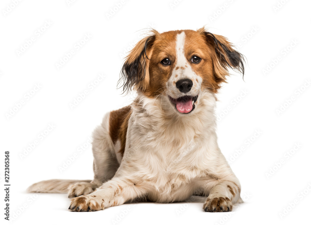 Mixed-breed dog looking at camera against white background - obrazy, fototapety, plakaty 