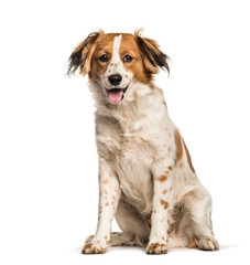 Wall Mural - Mixed-breed dog sitting against white background