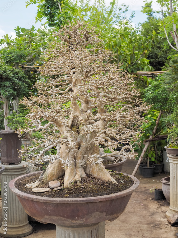Bonsai Tree (Vitex quinata (Lour.) F.N.Will.) in flower pot, beautiful dry  branches texture decorate in garden. Stock Photo | Adobe Stock