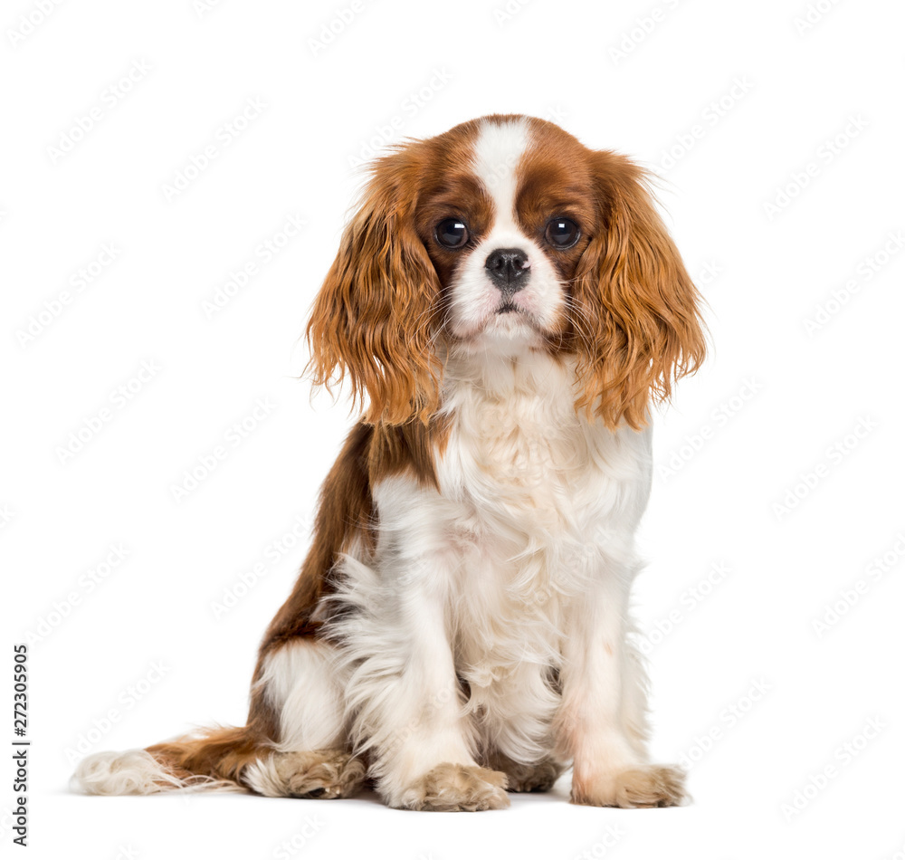 Puppy Cavalier King Charles Spaniel, dog - obrazy, fototapety, plakaty 