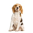 Beagles dog sitting against white background