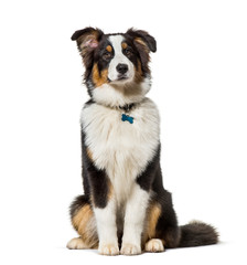 Australian Shepherd sitting against white background