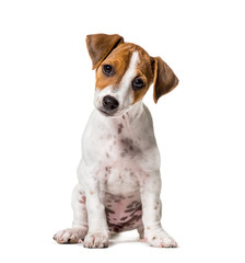 Wall Mural - Two months old puppy Jack Russell terrier dog sitting against wh