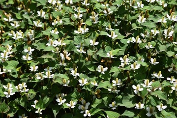 Wall Mural - Houttuynia cordata has a strong odor, but it is also used in ingredients.