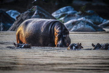 Sticker - Hippos im Shire river