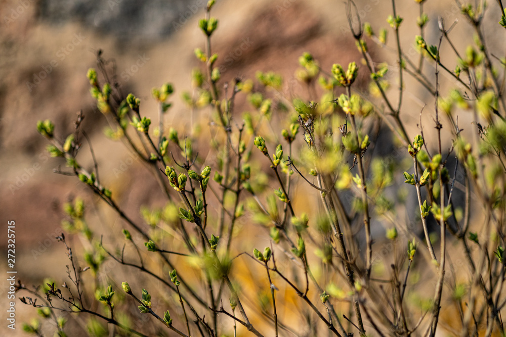 Sprouting Into Spring first green foliage sprouting from empty ground in the spring Stock ...