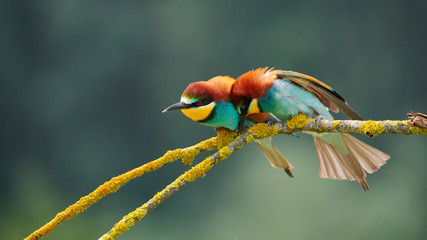 couple of european bee eater (merops apiaster), during the breeding season.