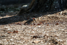Red-bellied Woodpecker Melanerpes Carolinus Pecks For Food From On The Ground