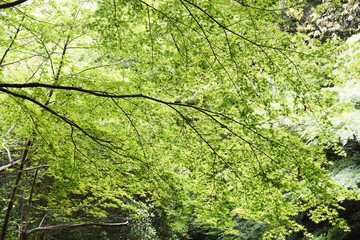 Poster - Fresh green of the natural park in early summer.