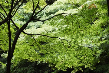 Poster - Fresh green of the natural park in early summer.