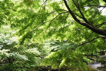 Poster - Fresh green of the natural park in early summer.