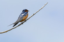 Barn Swallow Bird Or Hirundo Rustica Perched On Dead Tree Branch Against Overcast Sky