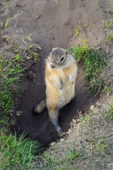 Wall Mural - the European ground squirrel arrogantly stands in his hole