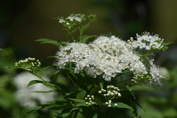 Poster - White flowers of the Japanese spirea