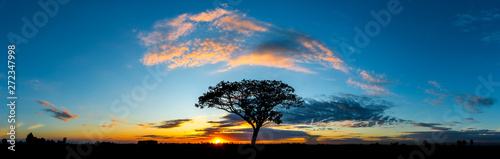 Fotomural Panorama silhouette tree in africa with sunset