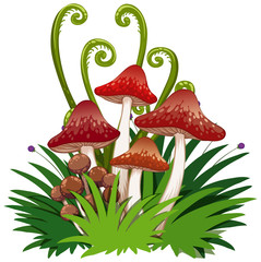 Wall Mural - isolated mushroom on white background