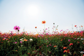 cosmos with the sunligh.