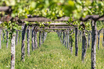 Wall Mural - vineyard