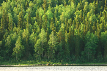 Wall Mural - texture coniferous forest top view / landscape green forest, taiga peaks of fir trees