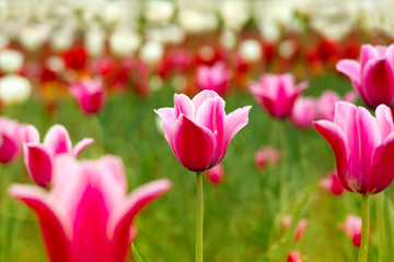 Wall Mural - Pink tulip in the middle of the field. Colorful flowers tulips in spring. Flowers in nature. Tulips close up. Floral design for wallpaper or calendar.