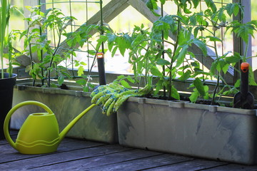 Wall Mural - Container vegetables gardening. Vegetable garden on a terrace. Flower, tomatoes growing in container