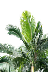 Wall Mural - palm tree isolated on white background