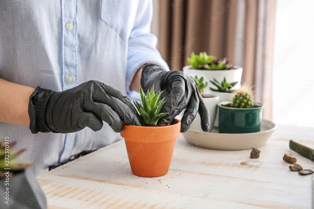 Woman transplanting succulent at table