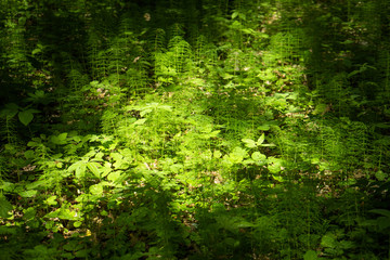 Wall Mural - Abstraction in different colors. The basis of the theme, various plants, leaves, branches.