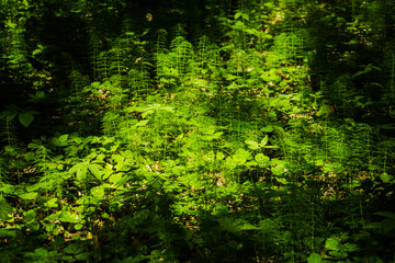 Wall Mural - Abstraction in different colors. The basis of the theme, various plants, leaves, branches.