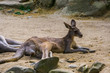 Portrait of a male eastern kangaroo laying in the sand, visible genitalia, Marsupial from Australia