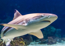Closeup Of A Black Tip Reef Shark, Tropical Near Threatened Fish Specie Form The Indian And Pacific Ocean